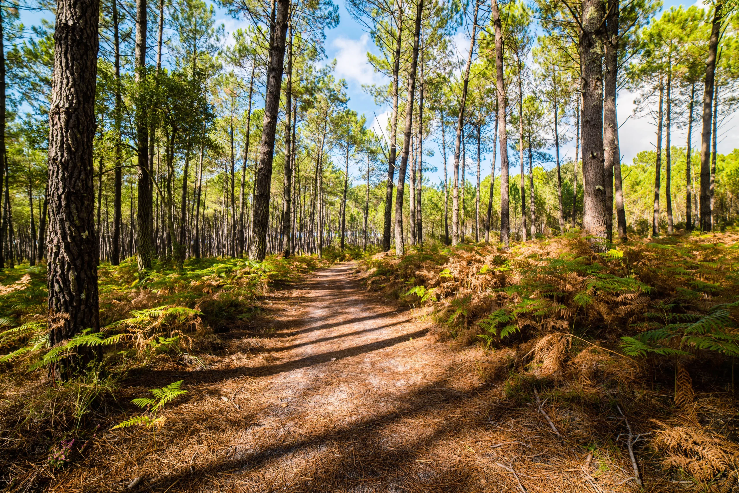 Foret de pains, vivre dans le sud ouest